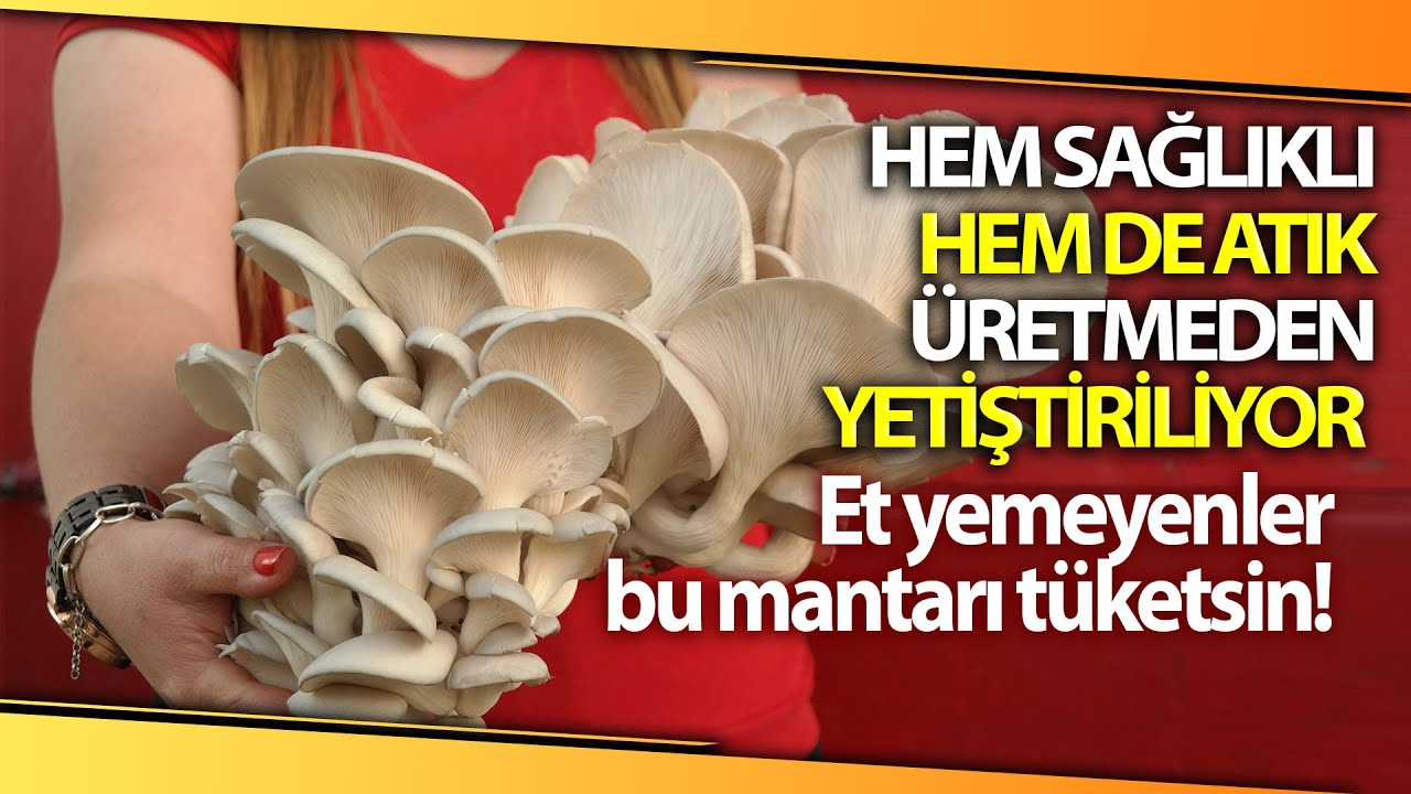 İstiridye Mantarını Toprakta Değil Pamukta Yetiştiriyor