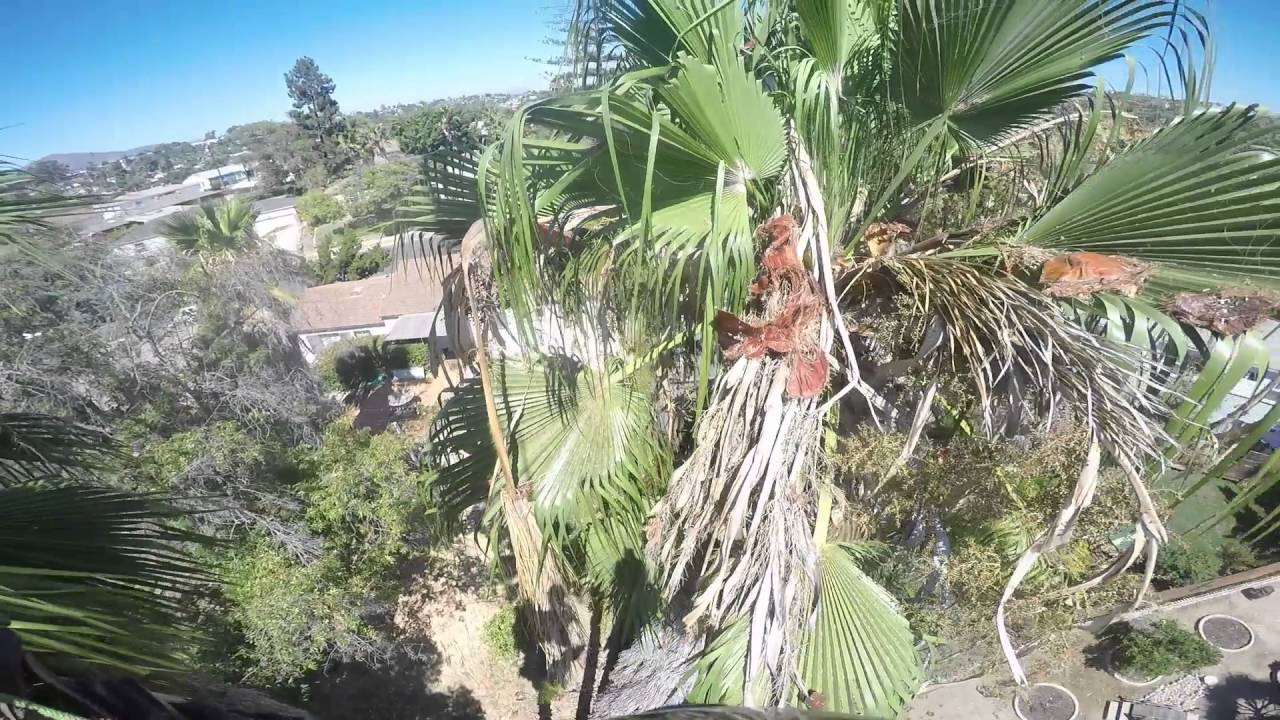 Trimming 3 mexican fan palm