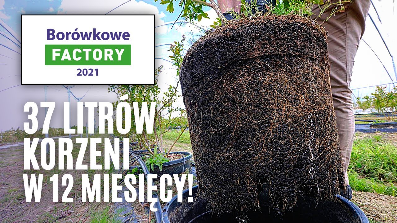 #Carboborówka - 37 litrów korzeni w 12 miesięcy!