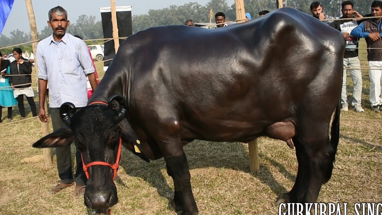 Murrah buffalo competition ring at NDRI Karnal Haryana