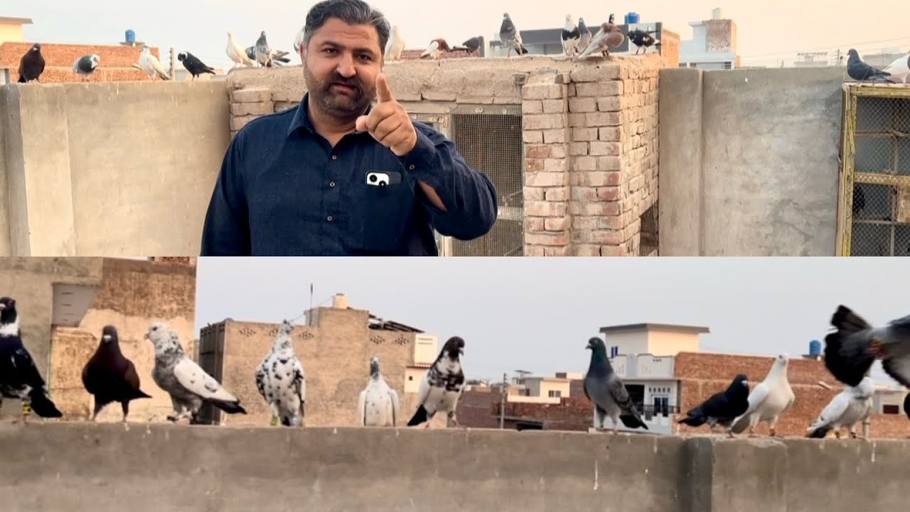 Today new entry ❤️😱 fighter 40 kabuter le ye ha#pigeon #bird #pigeonlaver #pegionsvideos #kabootar 