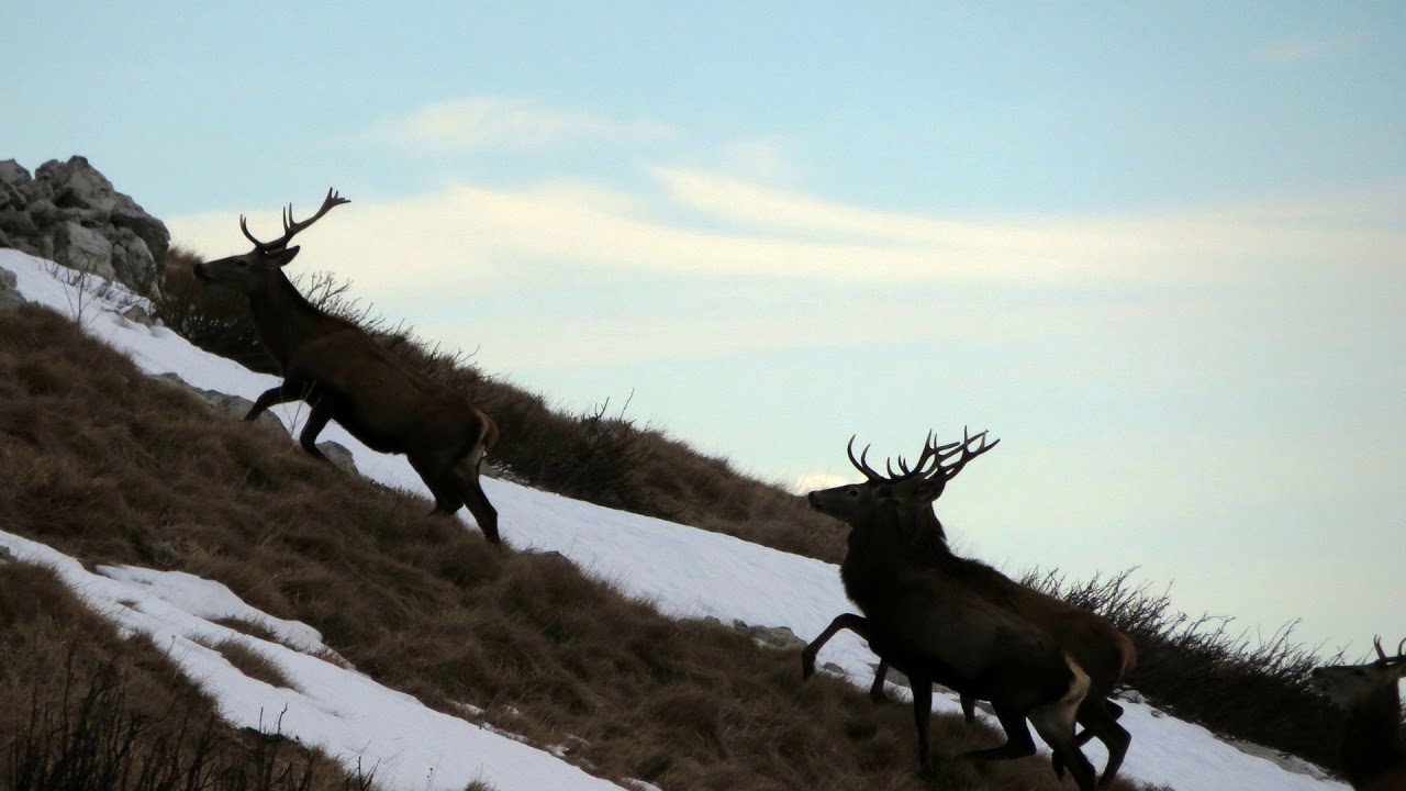 European Red Deer Roaring - HQ sound