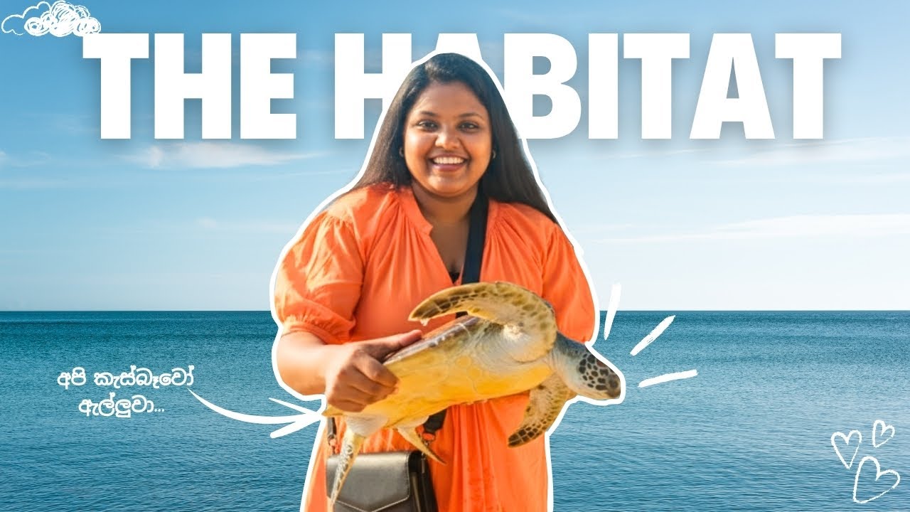40% OFF For Bank Cards | The Habitat, Kosgoda 🐢🌊🐟🐳 @TheHabitatKosgoda