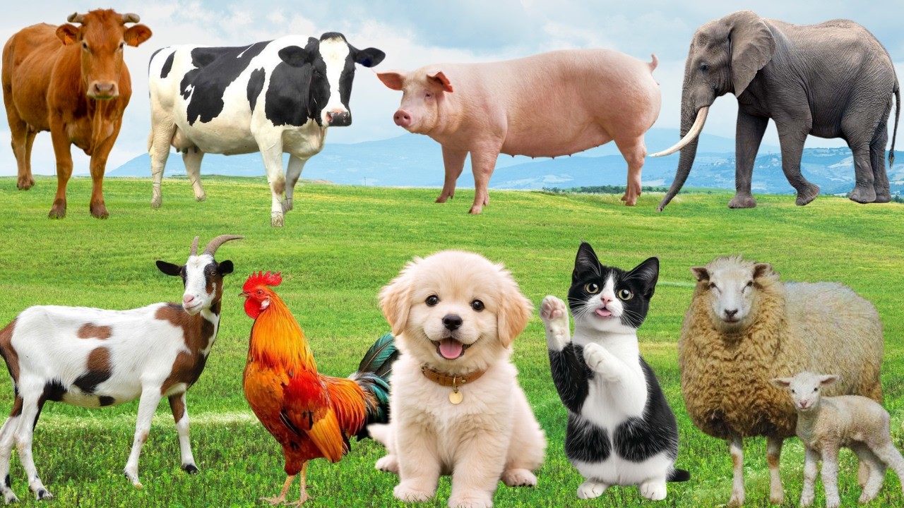 🌿 Đồng Quê Ngập Tràn “Show Diễn Yêu Thương” –Khoảnh Khắc Đáng Yêu Từ Chó, Mèo, Heo & Gà | Animals🐶🐱🐓