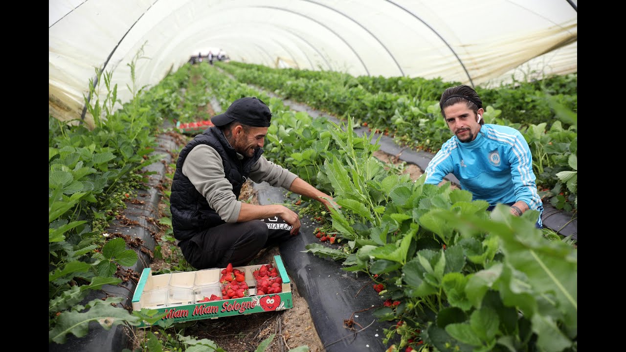 VIDÉO. Fraises de Sologne : une saison sans main d’œuvre ?