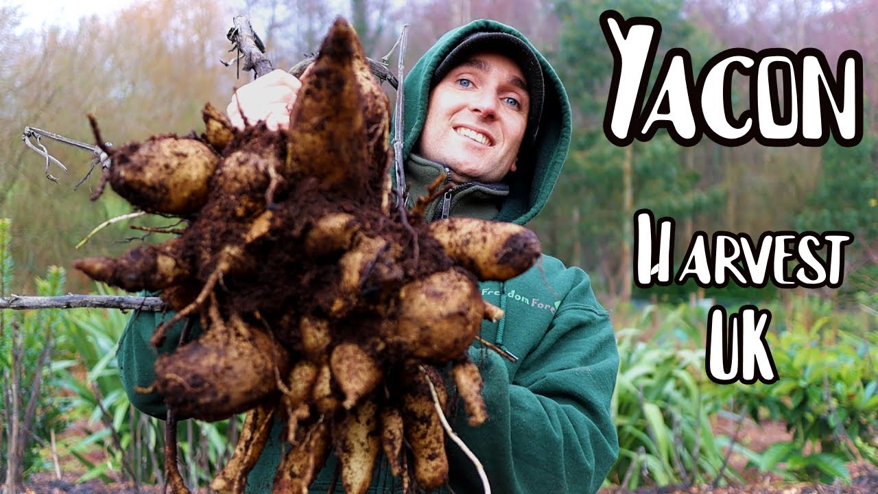 Yacon Ground Apple Harvest UK - Perennial Tuber