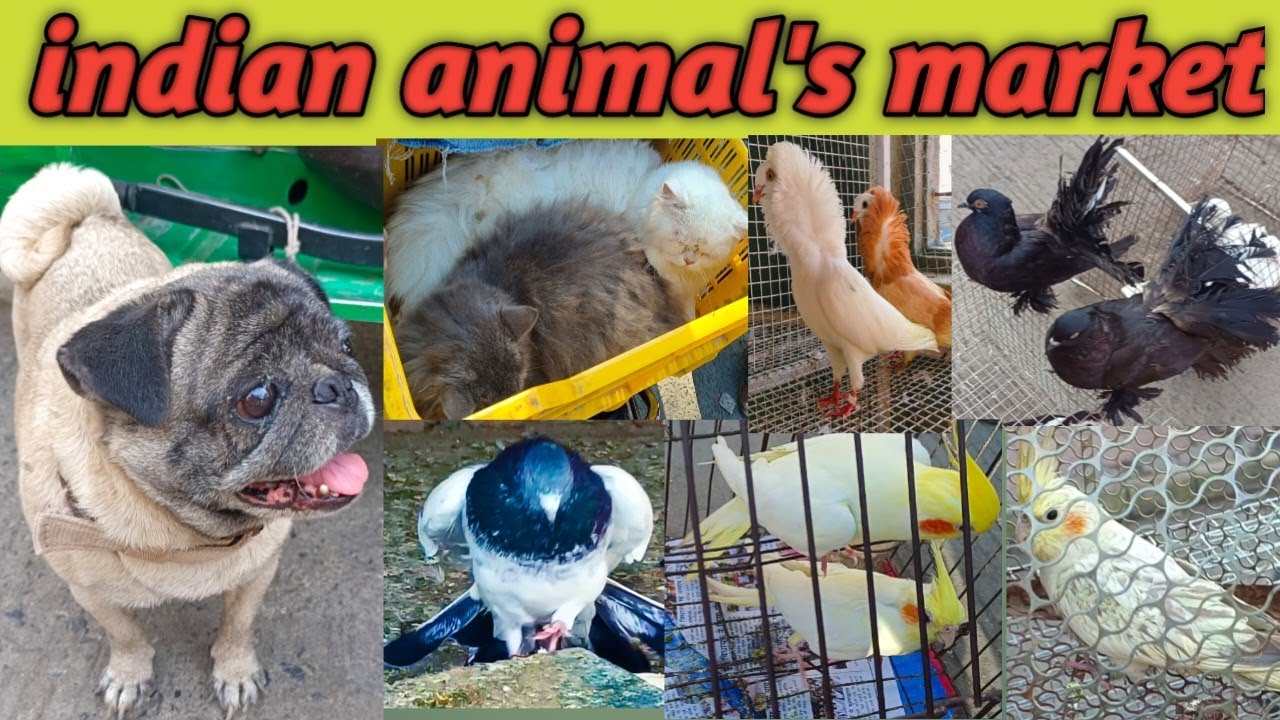 animal market / indore bazar/ sale ke saste kabutar bazar me/#indorepigeon / #animalloverandbloggers
