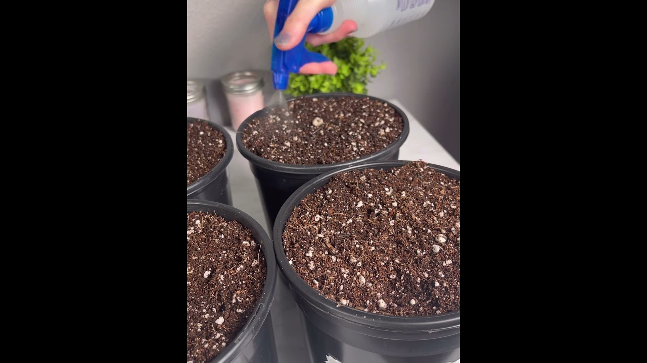 How to start growing weed from home - For beginners