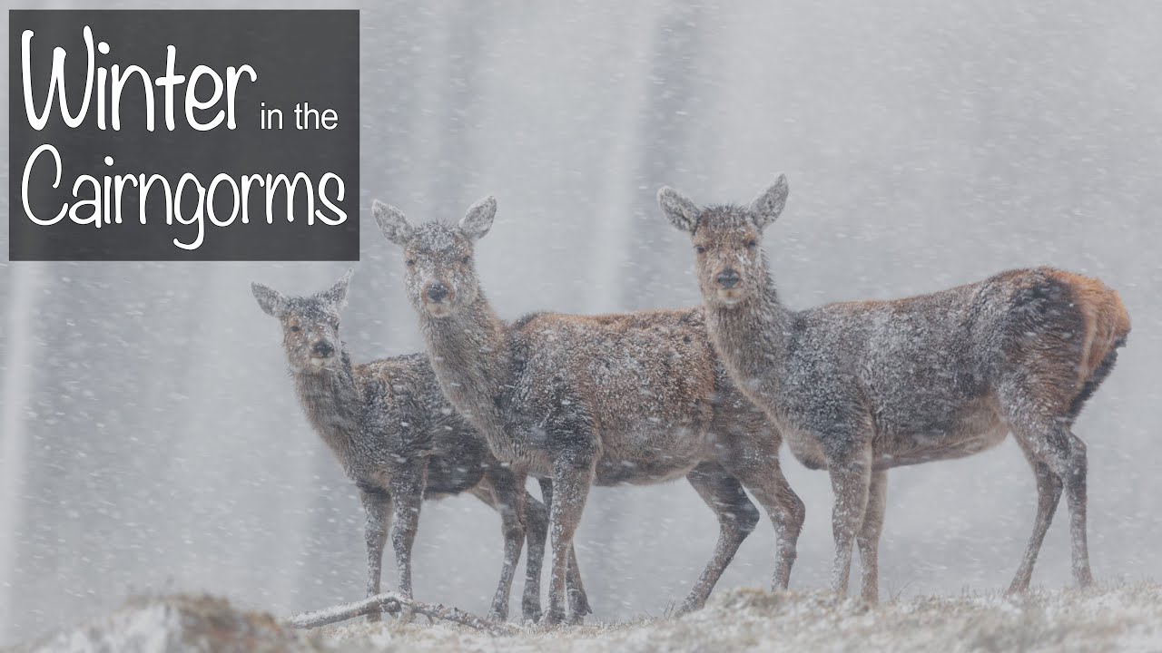Winter in the Cairngorms