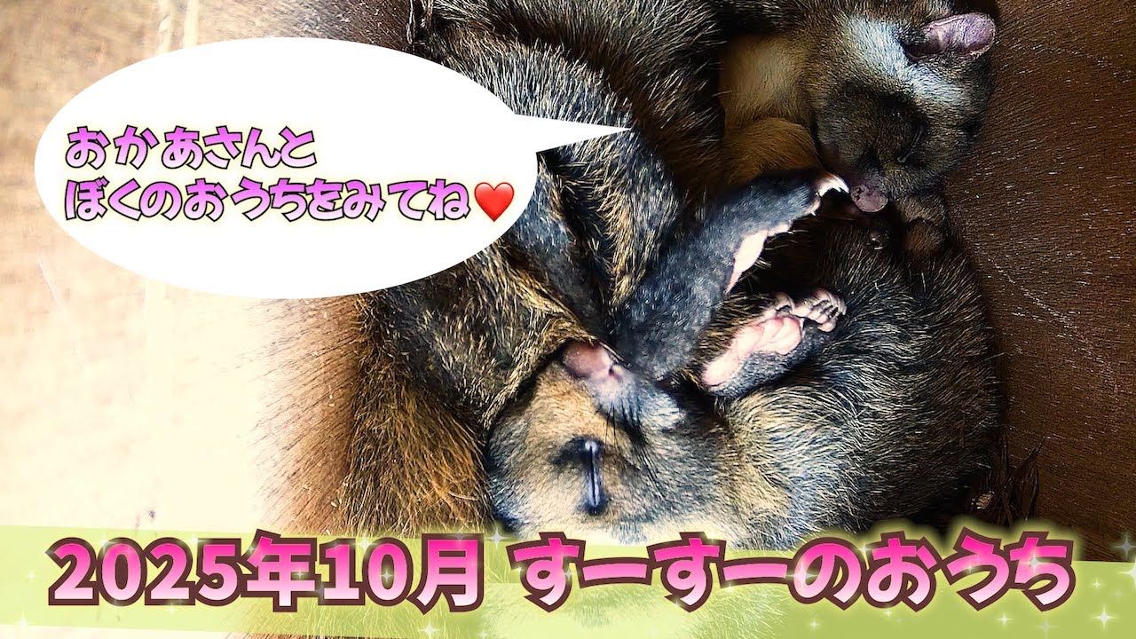 【ムササビのスースー】2025ねん１０がつ「すーすーのおうち」息子のグリと親子暮らし≪24時間巣箱カメラ映像≫