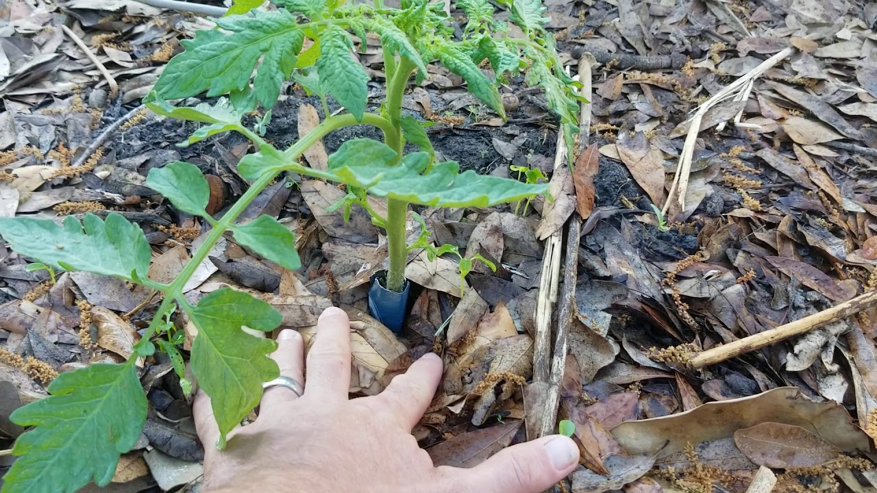 A Simple Trick To Beat Cutworms ORGANICALLY