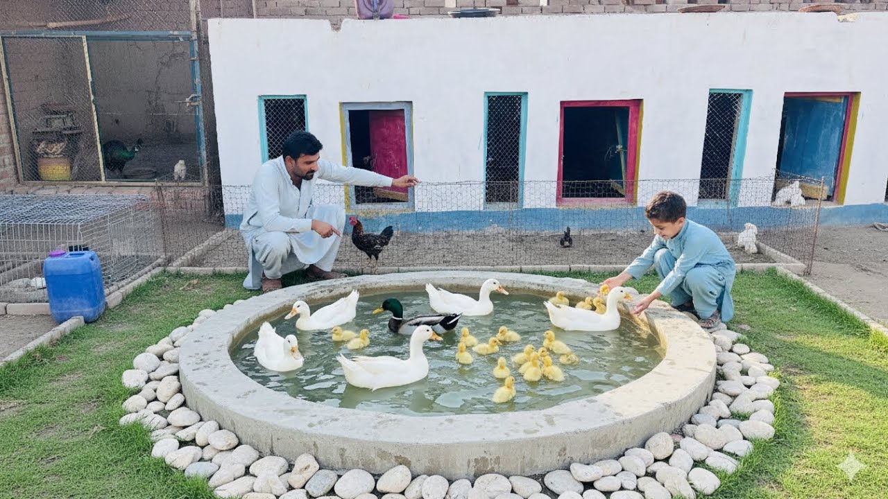 Duck Baby Coming In The Pet House | Ducks Baby