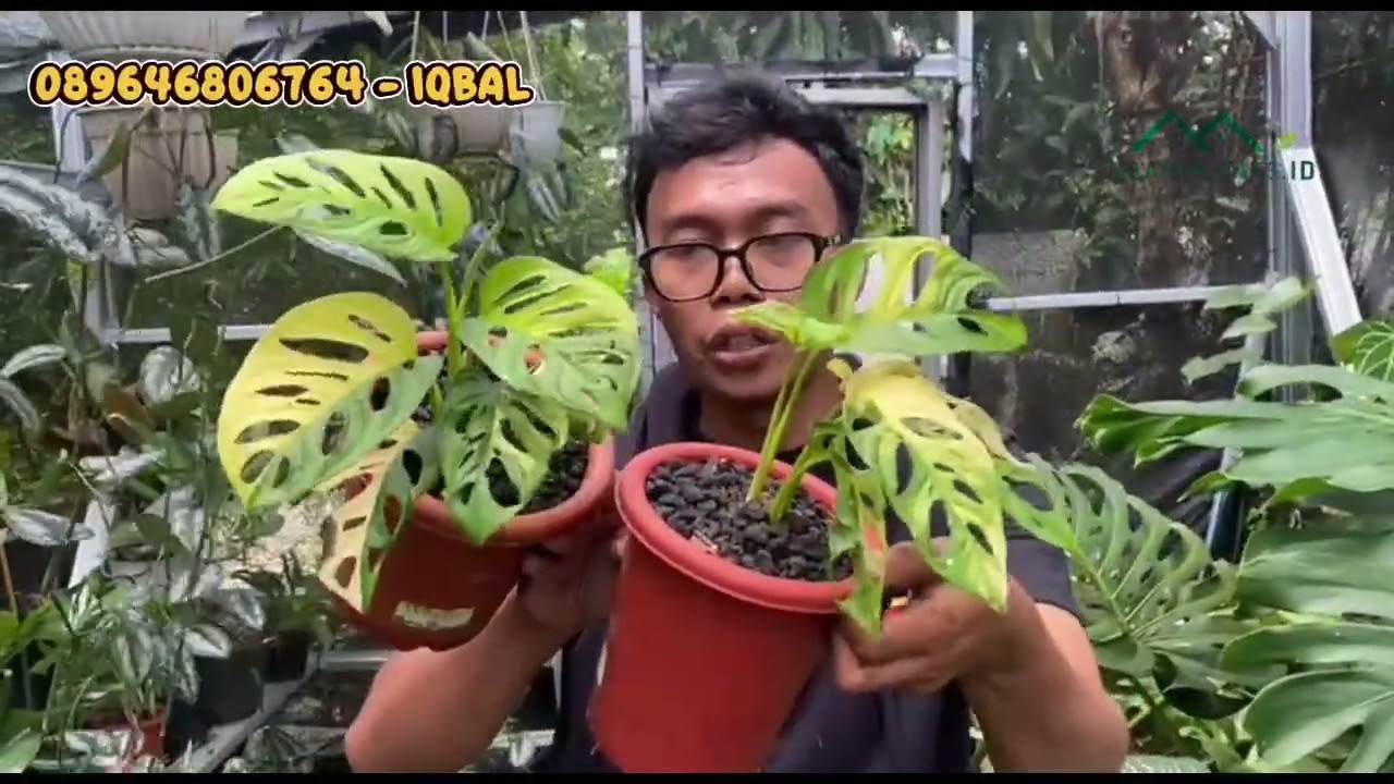 Saya jual tanaman hias banyak macamnya, jumbo jumbo harga mulai dari 10rb