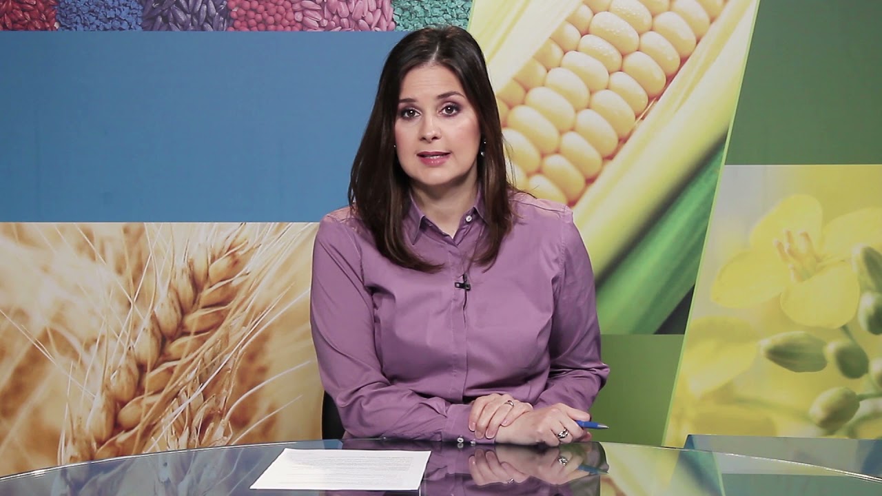 Zaštita kukuruza od korova BAYER VESTI