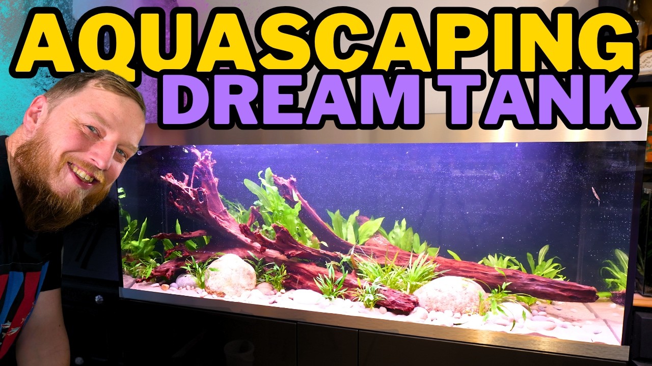 Aquascaping 600 litre community aquarium. Wood, Rock and Plants!