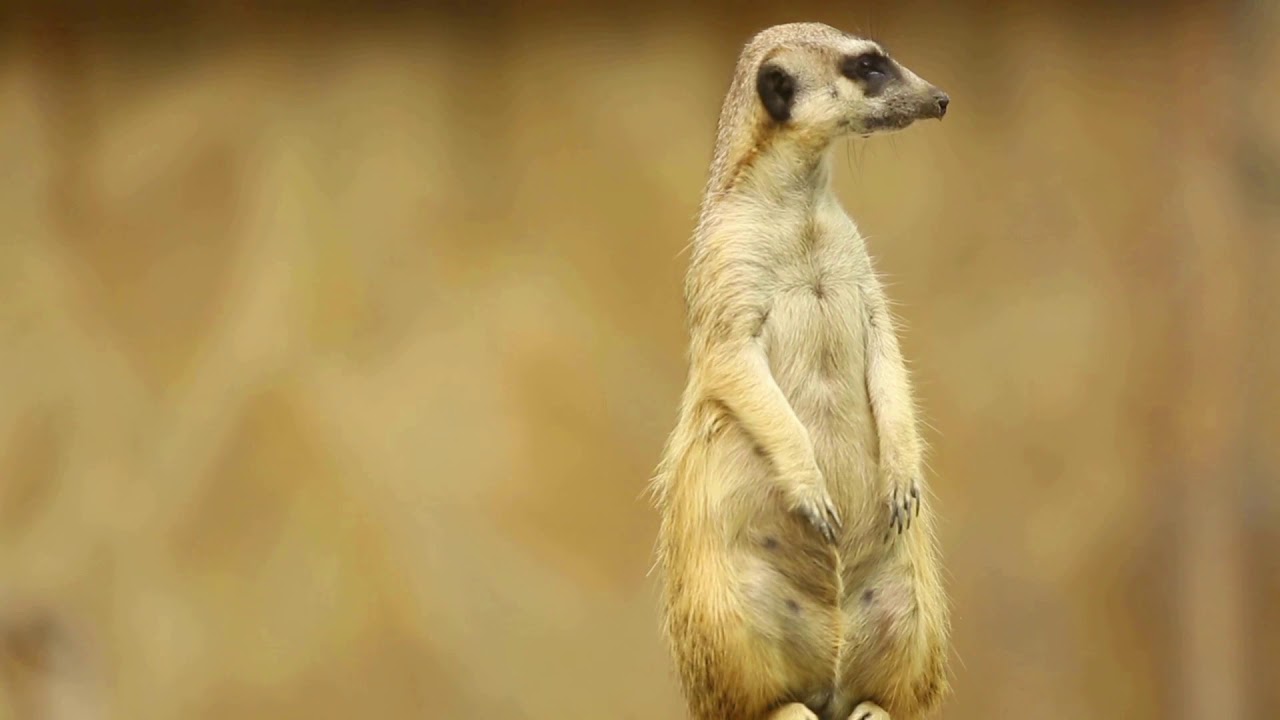 Wild Meerkats | Music for relaxing | Powerful Anti-stress