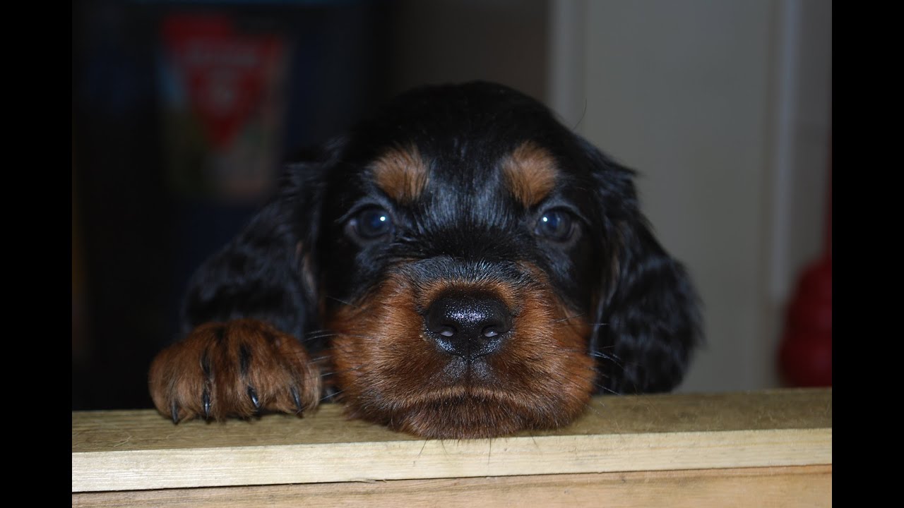Gordon Setter puppies after Q-Lee and McCord