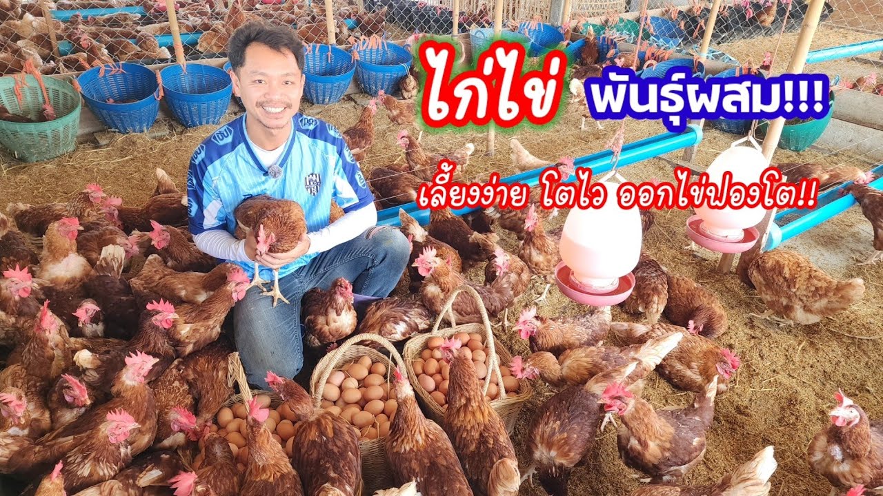 สุดยอดไก่ไข่พันธุ์​ผสม!! อาชีพเสริมแต่รายได้ดีมาก!!