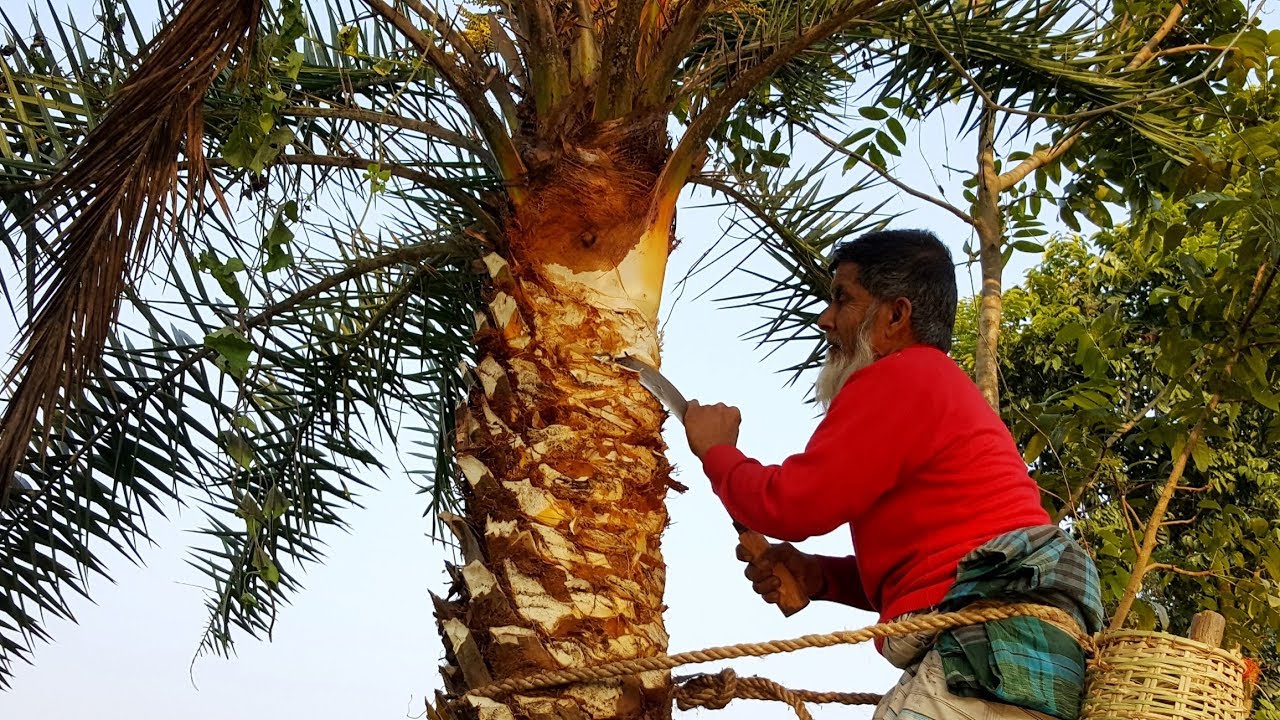 Extraction Of Date Palm Juice - Kheer/Payesh Cooking Using Fresh Palm Juice - Tasty Village Food