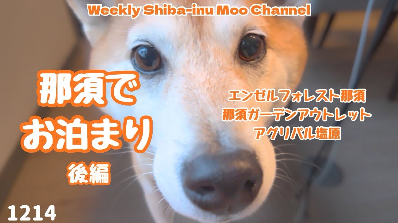【号外】柴犬と那須でお泊まりしてきた（後編） #休日073