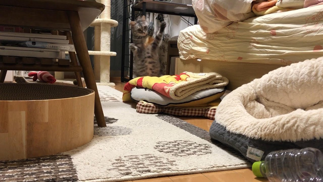 飛びかかるまで長い…ねずみ係が限界です 