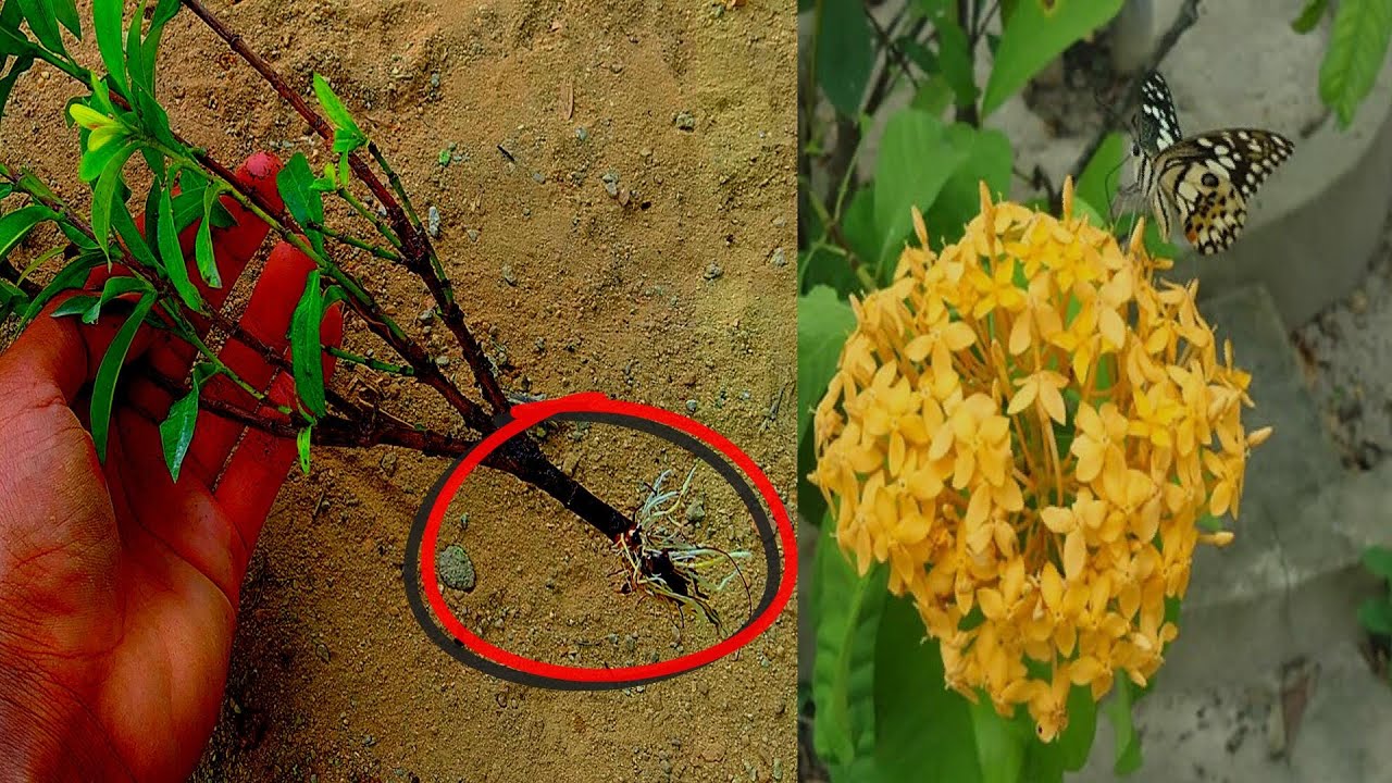 EASIEST Way to Grow Ixora Plants from Cuttings / Agri CAMBO