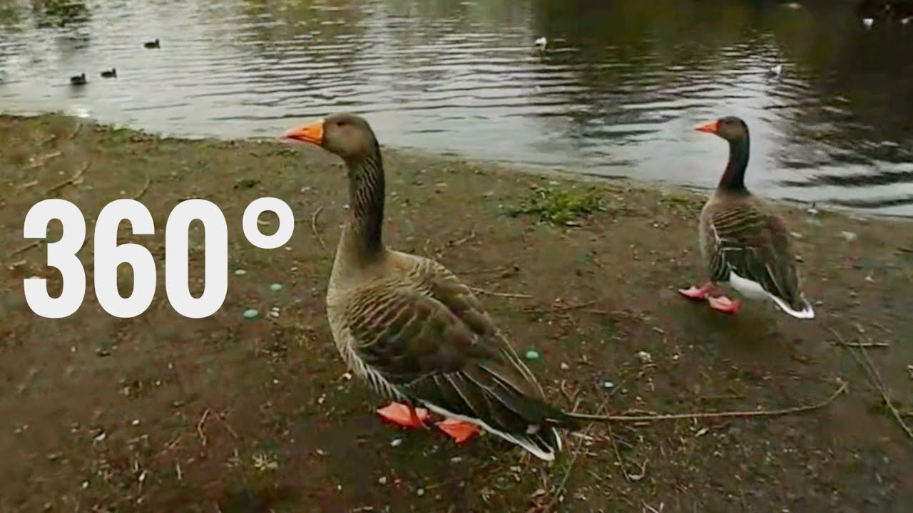 [360&deg; Video] Ducks Birds Animals 🇬🇧 London 360 degree VR Box Google Cardboard