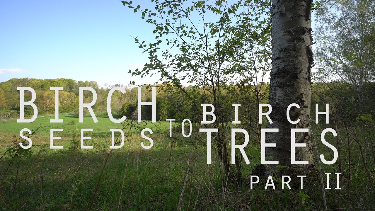 Birch Seeds to Birch Trees- Part 2