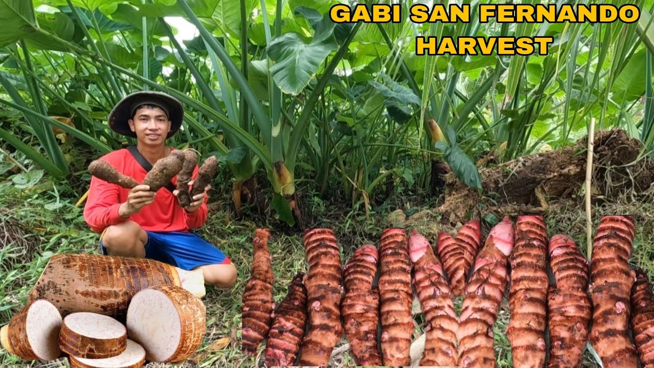 PAG HARVEST NG GABING SAN FERNADO ANG DAMING LAMAN
