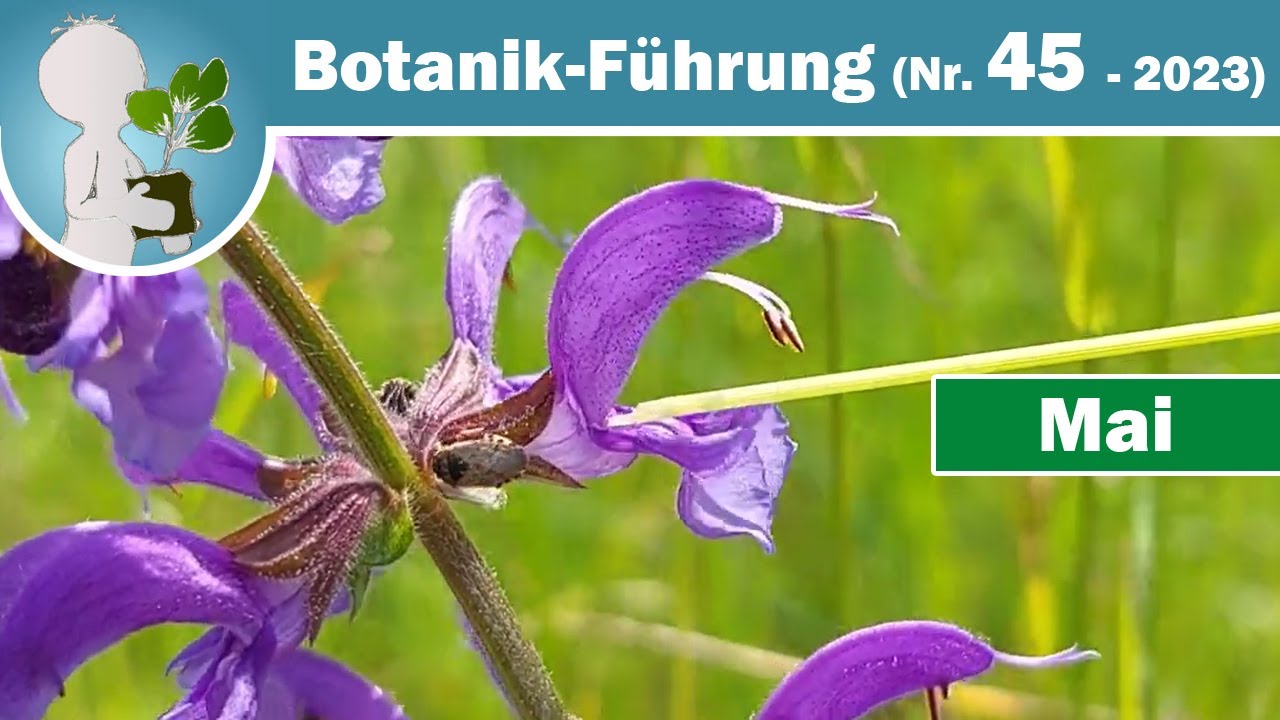 Schlagen, klappern, summen & locken - Botanik-Führung um Mail (Wildkräuter- & Wildpflanzen-Wissen)