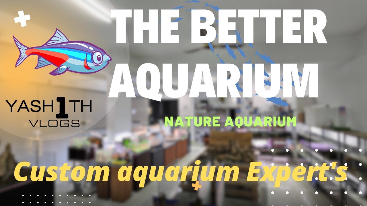 Exploring The Better Aquarium |  Best Nature Aquariums in Bangalore| Custom Aquarium experts |