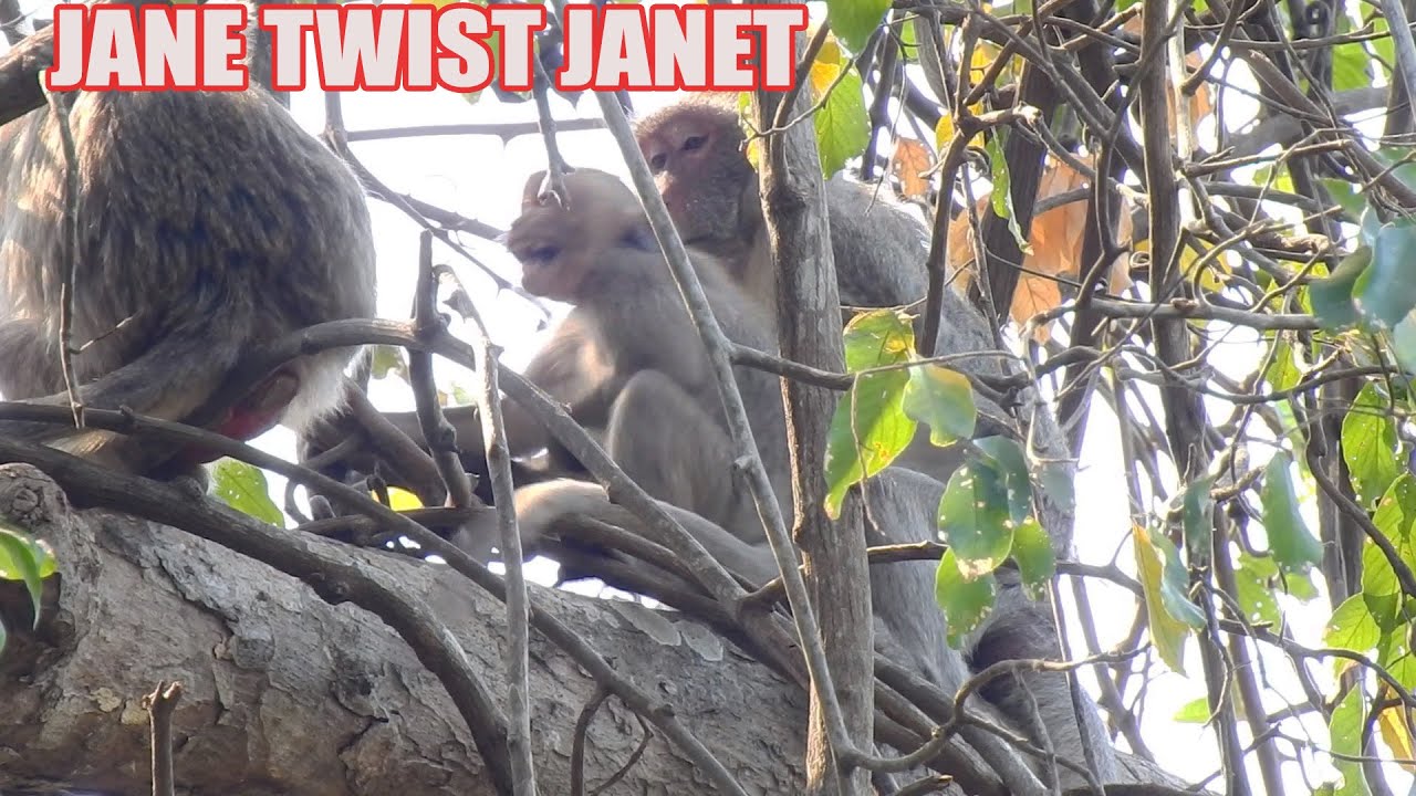 O. M. G. ! JANET VERY ANGRY JEALOUS WITH JANNA AFTER MUM CRUMBLE HER, JANET EXTREMELY CREAMING