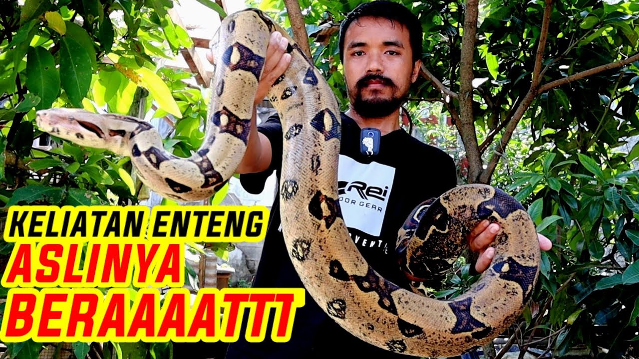 NGANGKAT SAMPE KEWALAHAN TAKUT DIGIGIT || UNBOXING ULAR BOA RAKSASA MIRIP GABON VIPER