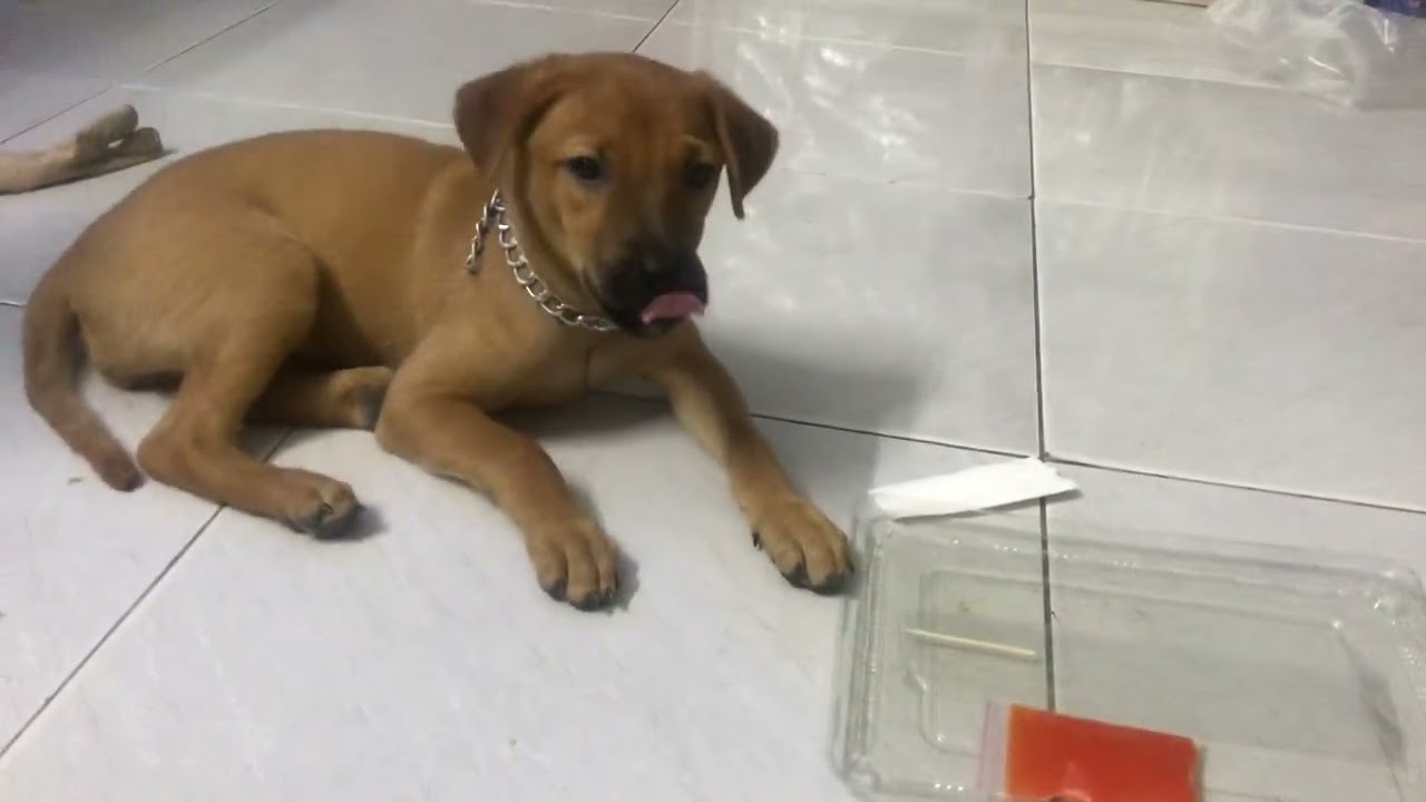 Chảnh ko ăn-Giờ đói thì sao nào??? 😂