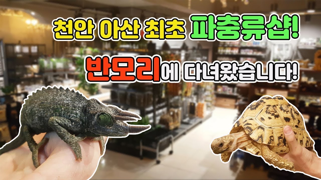 [TV생물도감] 선남선녀 사장님이 운영하는 요즘 핫한 파충류샵! 천안 반모리에 다녀왔습니다.
