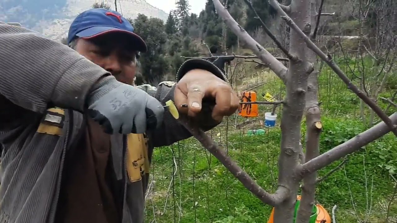 Apple top  grafting