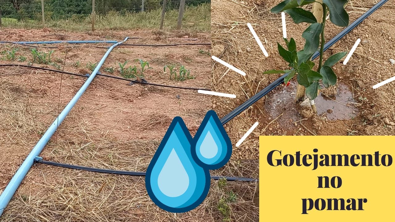 INSTALANDO SISTEMA DE IRRIGAÇÃO POR GOTEJAMENTO NO POMAR