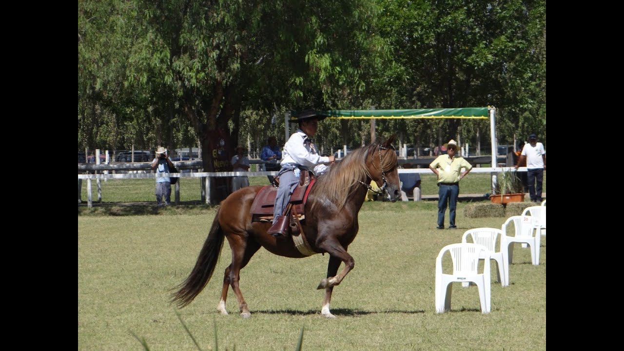 El Caballo Peruano de Paso, en Argentina.