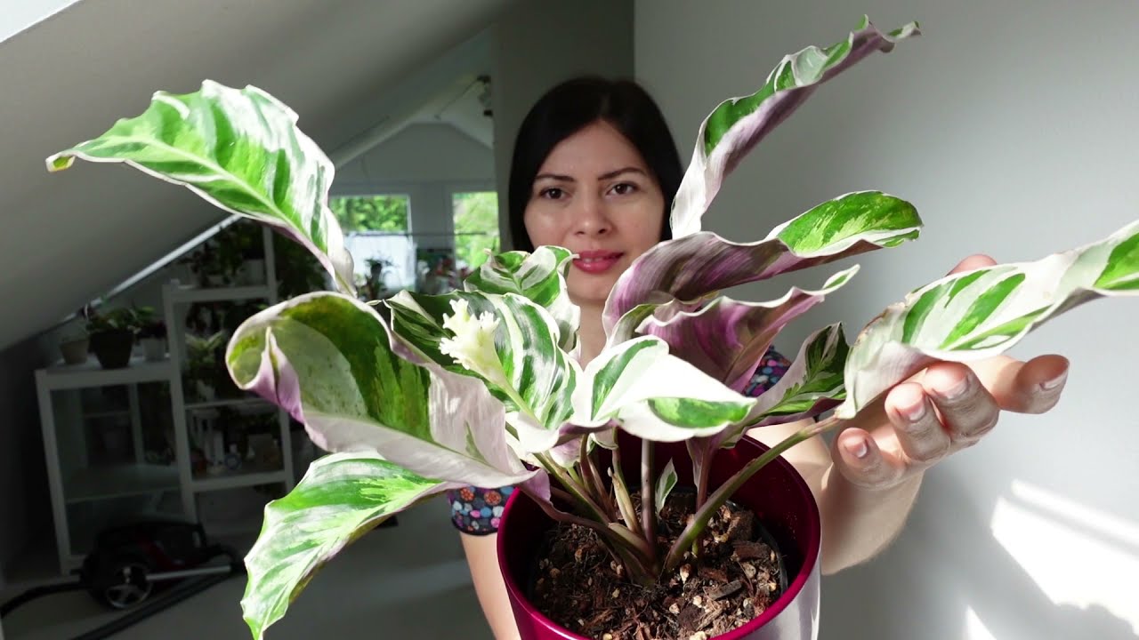📦Распаковка 4х экзотических растений. 🌱Кто из них прижился в домашних условиях🤔