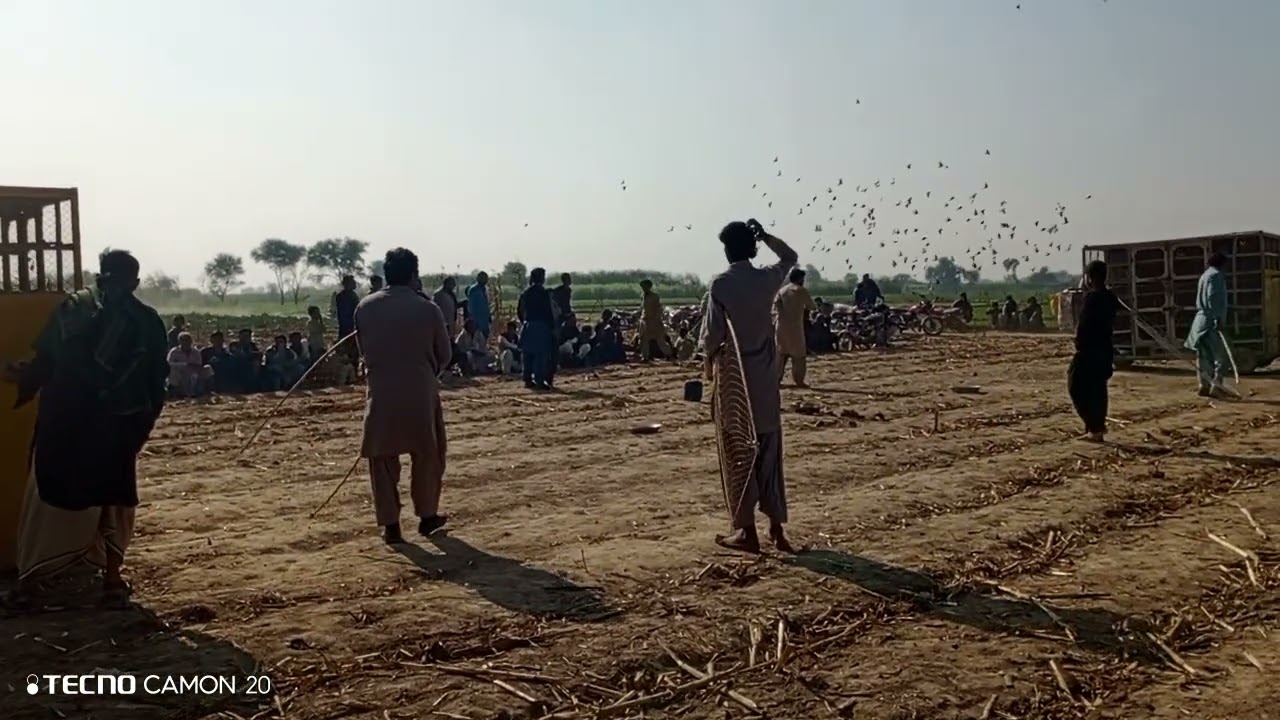 کبوتر بازی ایک جنون🕊🕊🕊||ملک خلیل کا کھوکھا بمقابلہ شاہد حسین کا کھوکھا||زبردست مقابلہ||