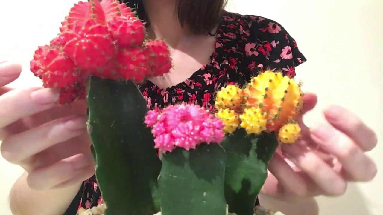 ASMR feat. my Colorful Cactus... Ouch!