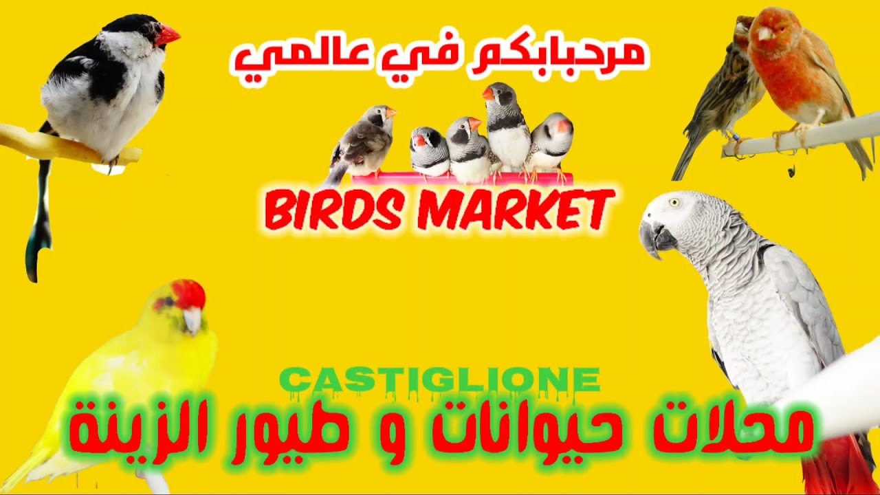أكبر محل لبيع الحيوانات و طيور الزينة في المدينة الساحلية بواسماعيل عند عبدو Casti oiseaux