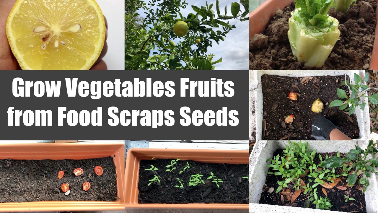 Fun Growing Vegetables Fruits from Food Scraps Seeds Video Episode | Bhavna's Kitchen