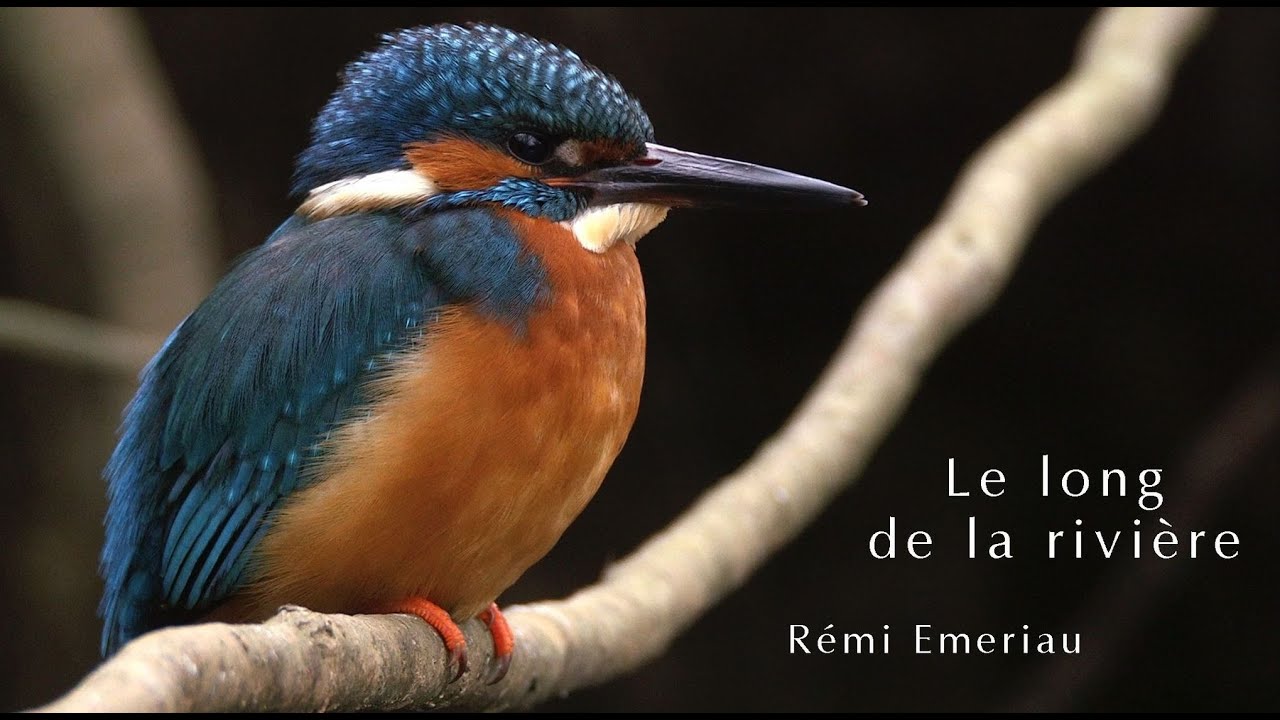 Le long de la rivière (Documentaire animalier)