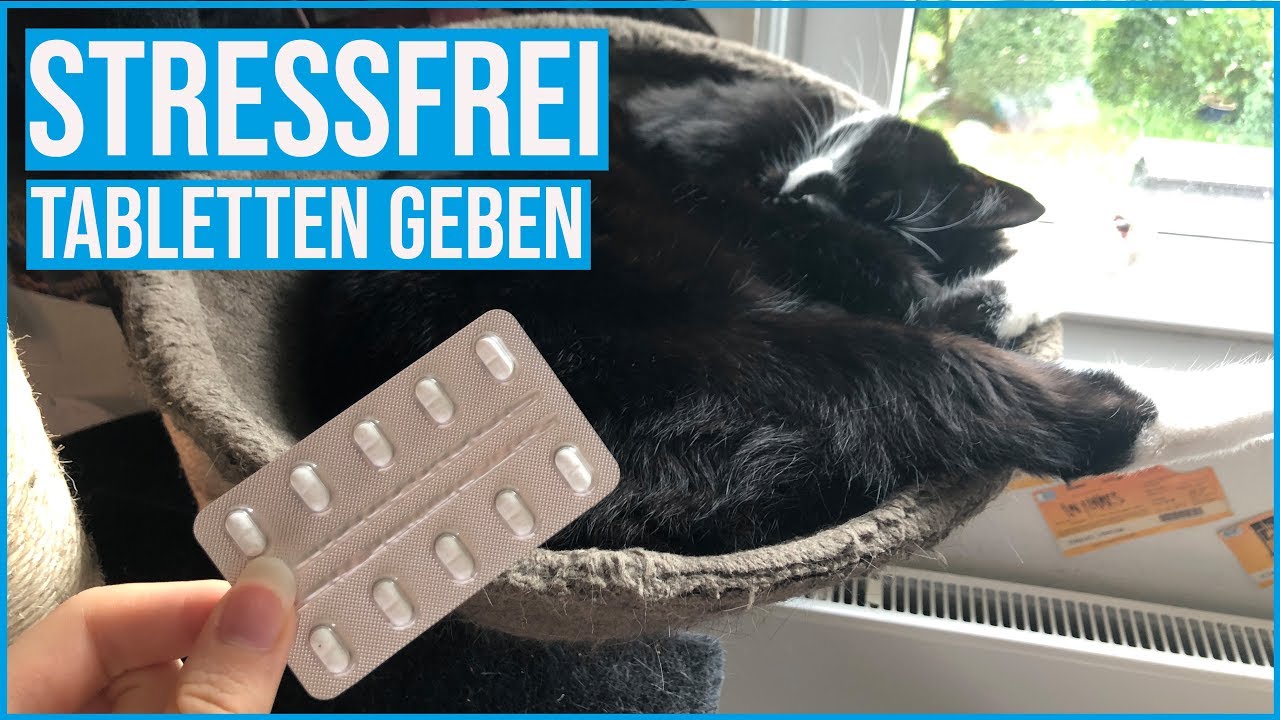 Katzen stressfrei Tabletten verabreichen | Mit und ohne Leckerlie