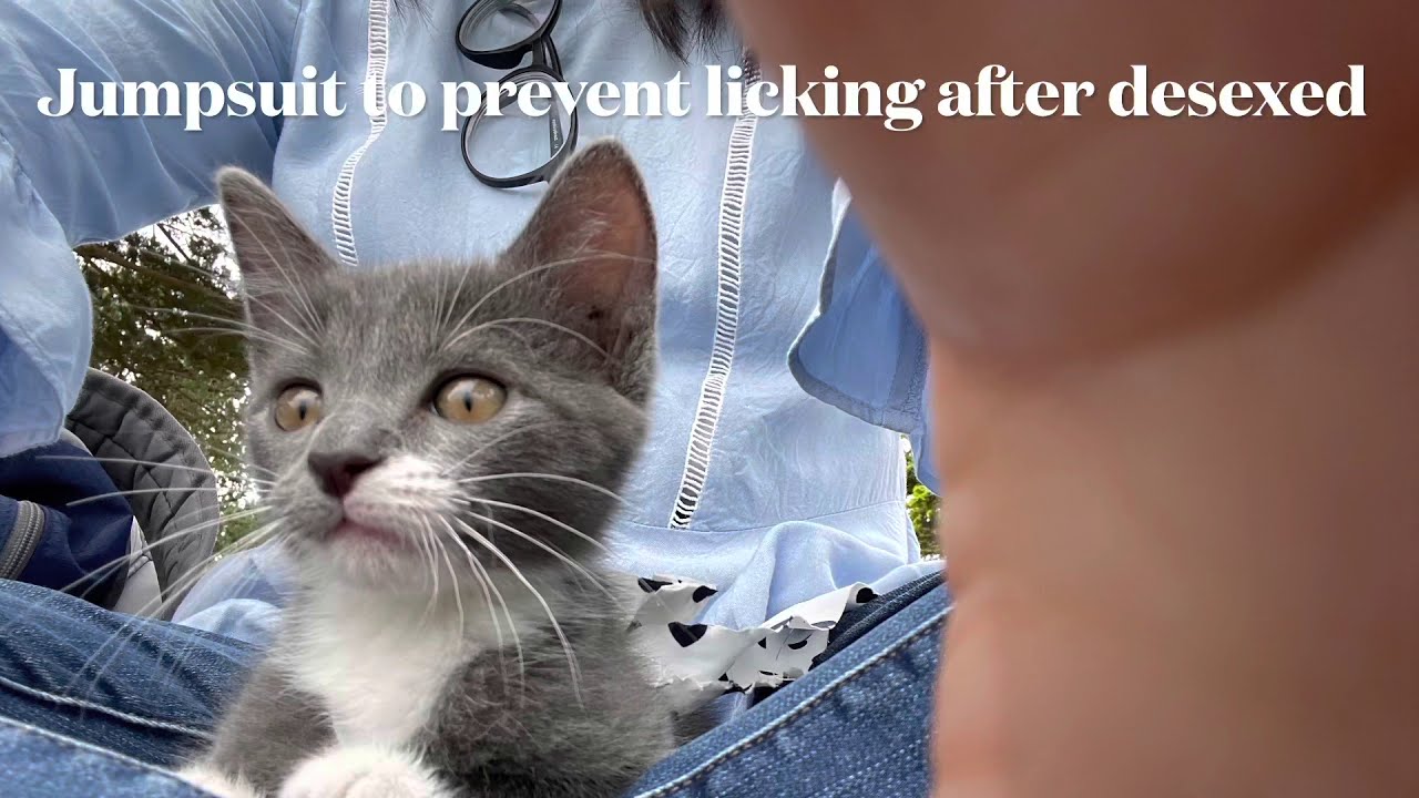 Using a sock to make Jumpsuit for kitten after desexed
