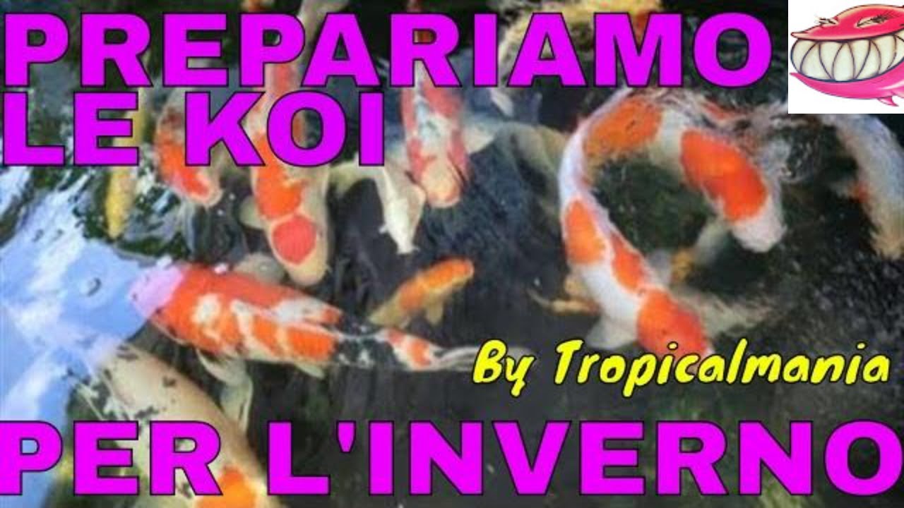 Preparare le carpe Koi per l'inverno by Tropicalmania 😀😀