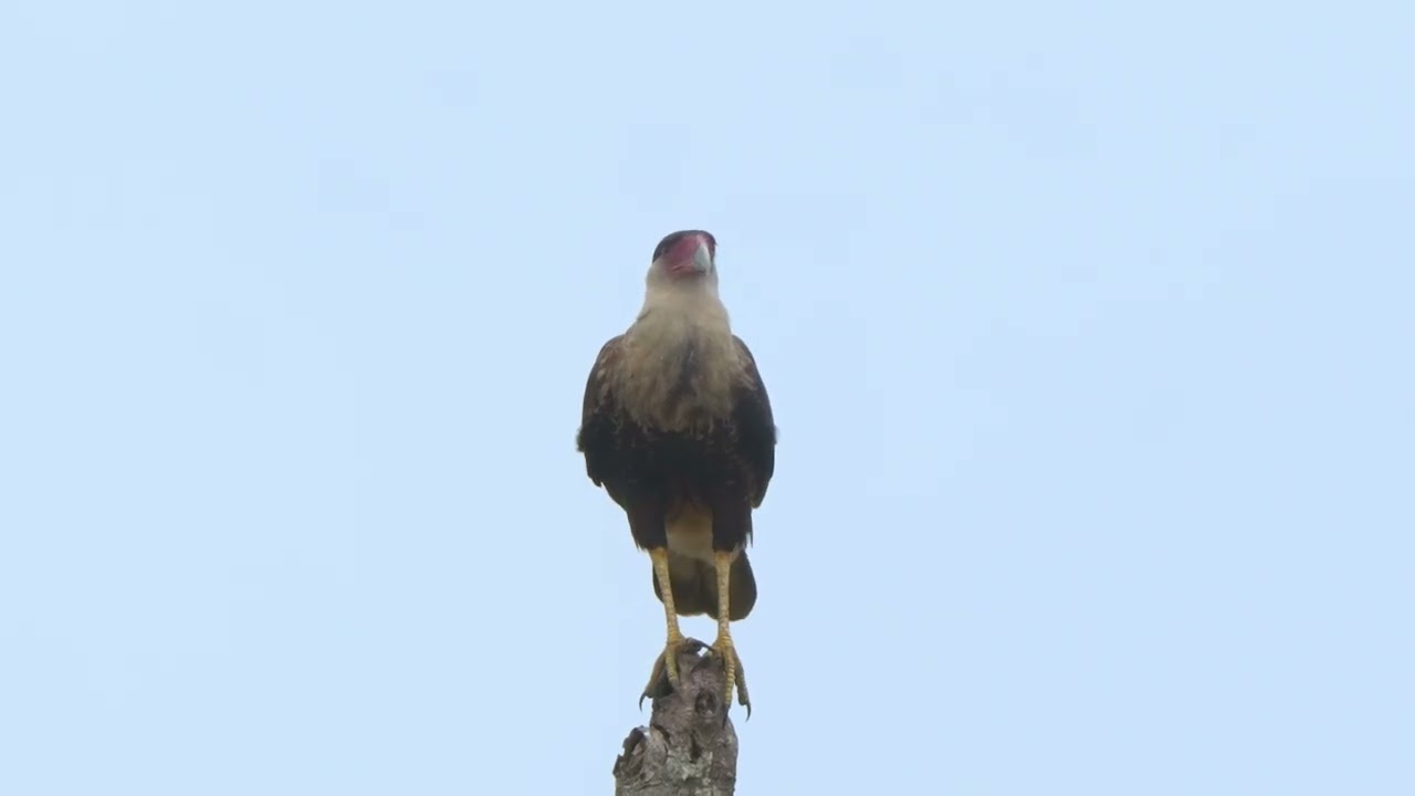 09 xx CRCA Crested Caracara