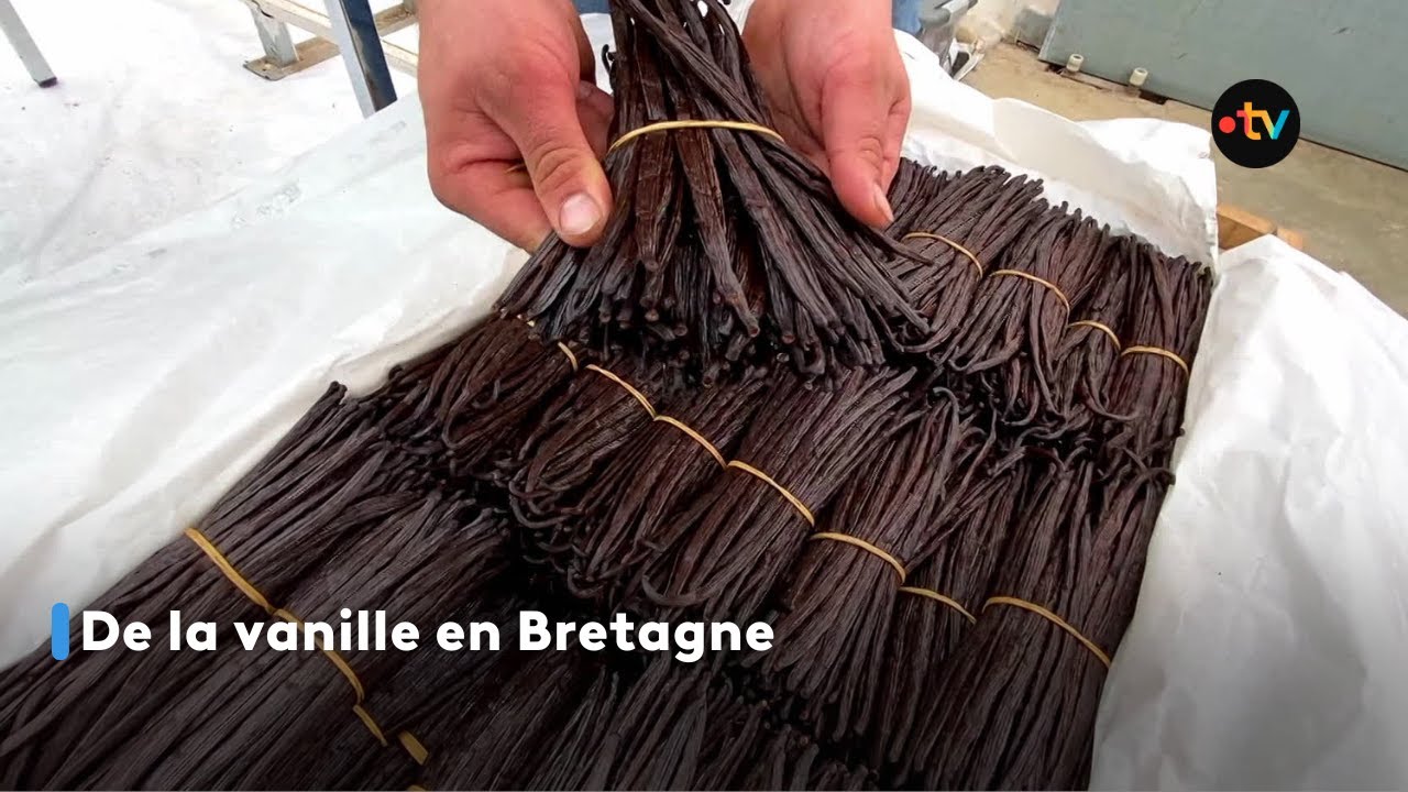 De la vanille en Bretagne
