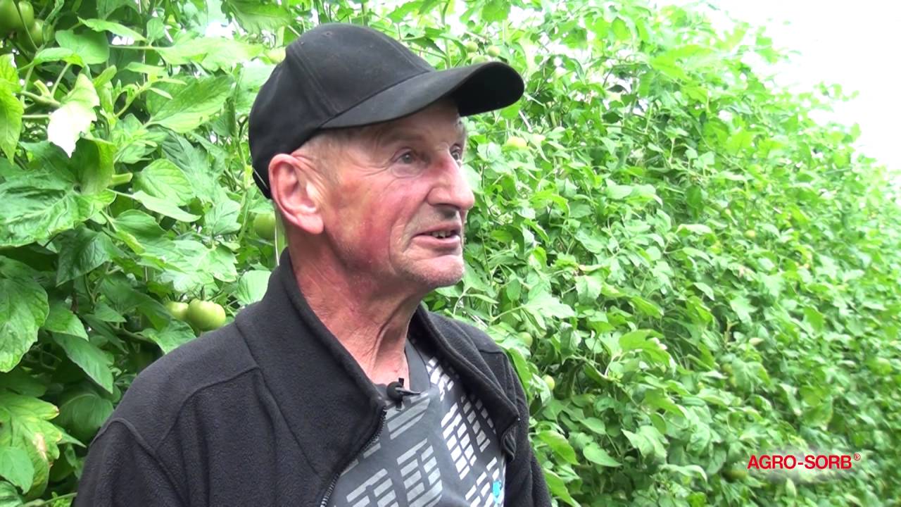 Polskie Aminokwasy Agrosorb - Radiculum - Opinia podczas dojrzewania